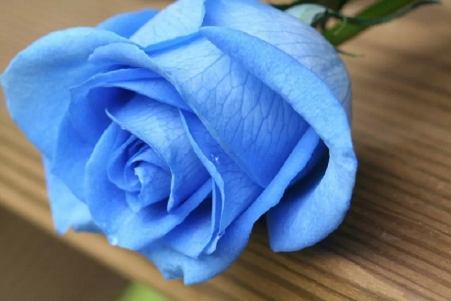 Blue rose 1 jpg