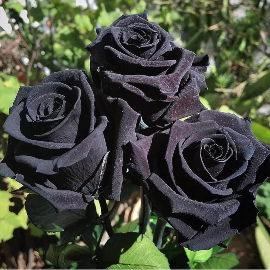 تصویری زیبا از یک بوته گل رز سیاه که سه شاخه گل رز مشکی بسیار زیبا کنار هم قرار دارند که گلبرگ های مخملی مشکی رنگ دارند و برگ های گل ها سبز رنگ است.