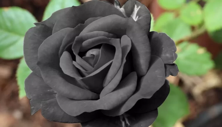 تصویری زیبا از یک شاخه گل رز سیاه که بر روی بته ای قرار دارد این گل برگ های سبز رنگ دارد و گلبرگ های مشکی رنگ دارد