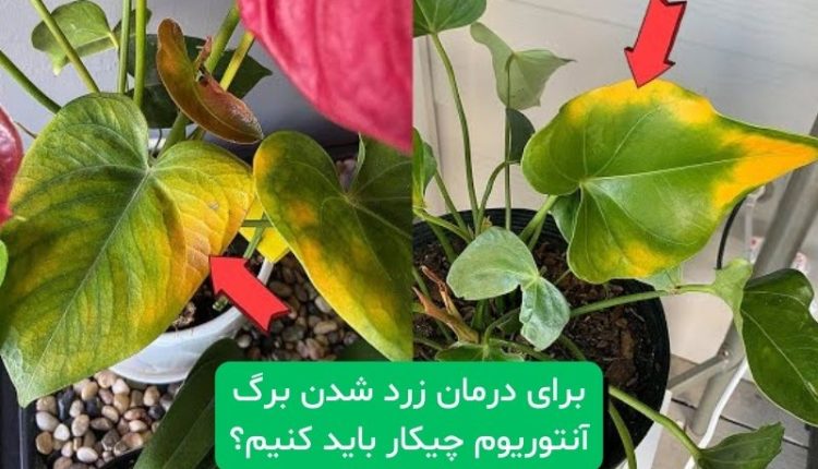 زرد شدن آنتوریوم