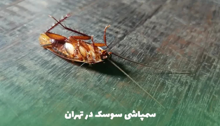 سمپاشی سوسک در تهران